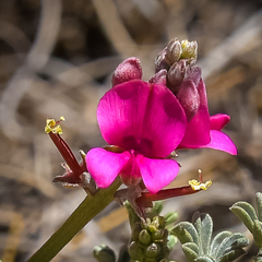 Indigofera burchellii