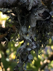 Ramalina fraxinea