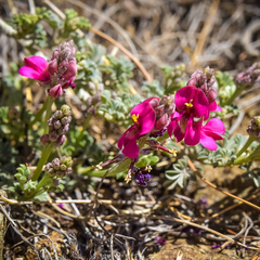 Indigofera burchellii