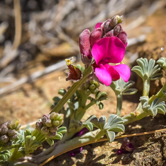 Indigofera burchellii