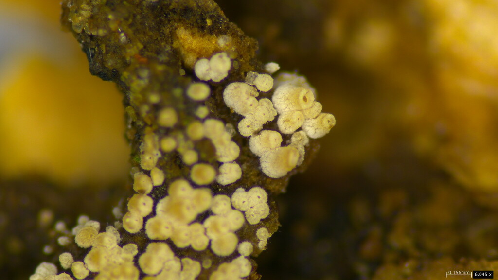 Henningsomyces candidus · March 2023 · photo: © atsushi_nakajima_cirque (iNaturalist, cc-by)