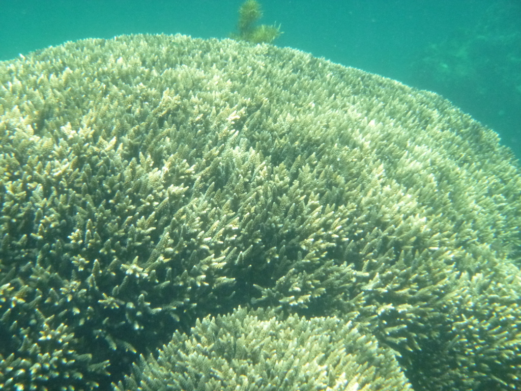Bali green stony coral