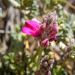 Indigofera burchellii