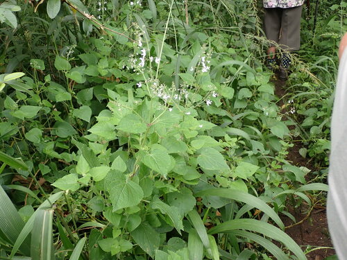 Equilabium laxiflorum, photograph 1