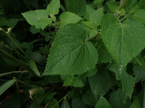 Image of Equilabium laxiflorum by no rights reserved