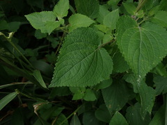 Equilabium laxiflorum, photograph Peter Warren, CC0, iNaturalist via GBIF
