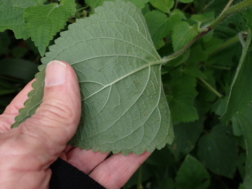 Equilabium laxiflorum, photograph 3