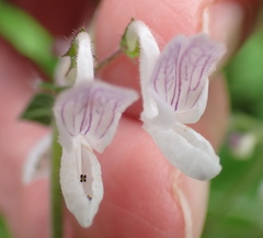 Equilabium laxiflorum, photograph Peter Warren, CC0, iNaturalist via GBIF