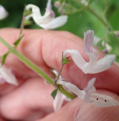 Equilabium laxiflorum, photograph Peter Warren, CC0, iNaturalist via GBIF
