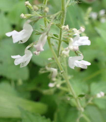 Image of Equilabium laxiflorum by no rights reserved