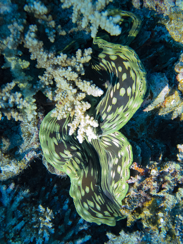 Fluted Giant Clam — seen at this dive site