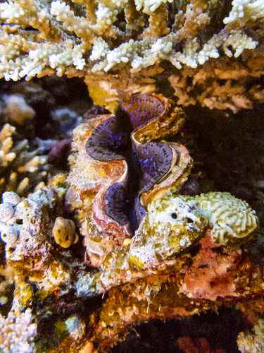 Small Giant Clam — seen at this dive site
