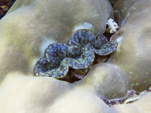 Small Giant Clam — seen at this dive site