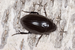 Hydrophilus aterrimus