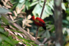 Chrysophlegma miniaceum