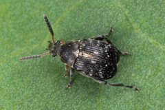 Bruchus atomarius