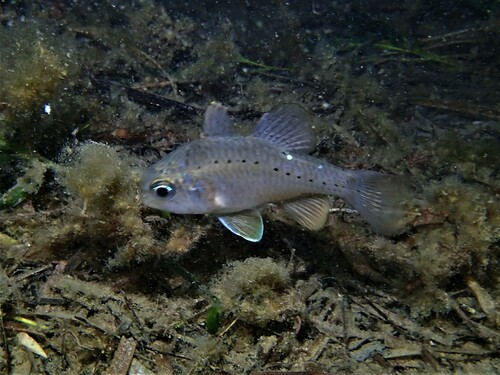 Gobbleguts (Ostorhinchus rueppellii) — Apogonidae — 5