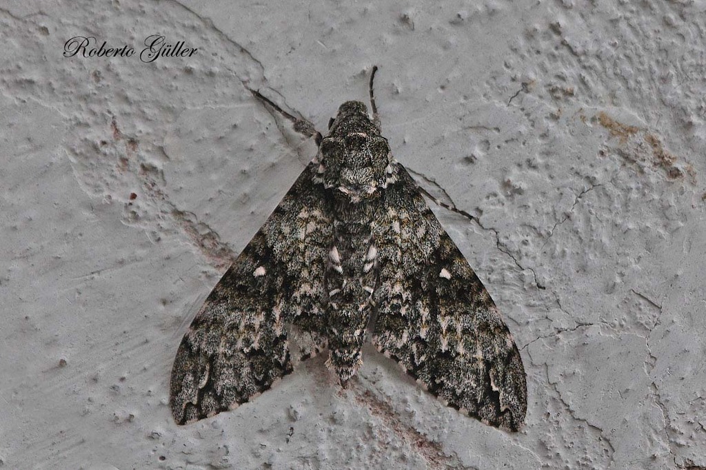 Manduca armatipes