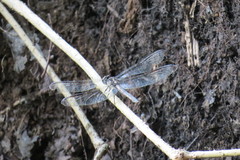 Libellula axilena