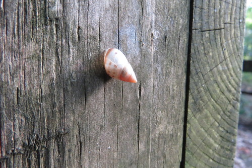 Antidrymaeus dormani