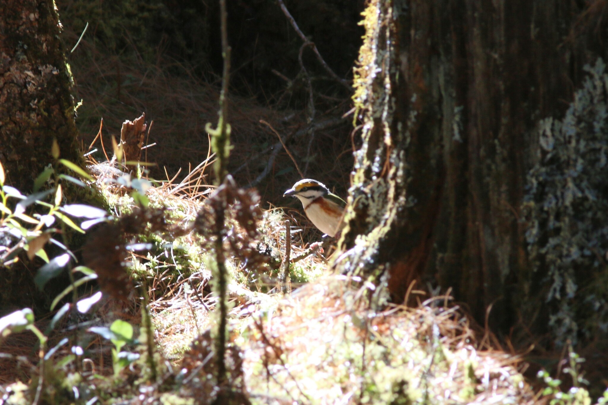 Chestnut-sided Shrike-Vireo (Vireolanius melitophrys), photo 10