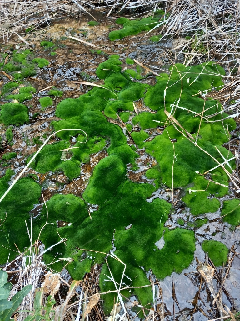 Vaucheriaceae