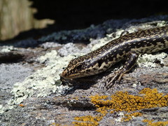 Oligosoma grande