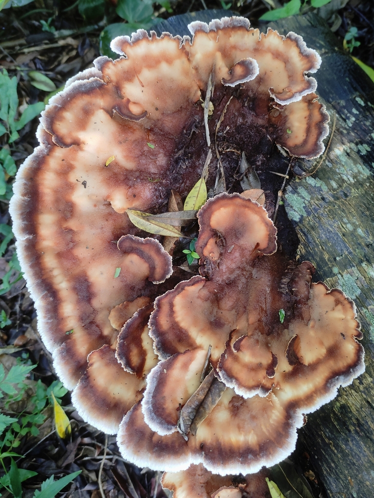 Cymatoderma dendriticum · February 2023 · photo: © limarrudandre (iNaturalist, cc0)