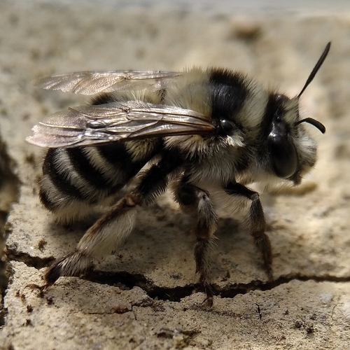 iNaturalist | (c) Guilherme Ramos, some rights reserved (CC BY-NC), uploaded by Guilherme Ramos Representative image of Anthophora atroalba
