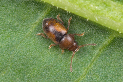 Kateretes pedicularius