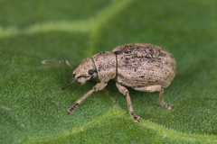 Strophosoma capitatum