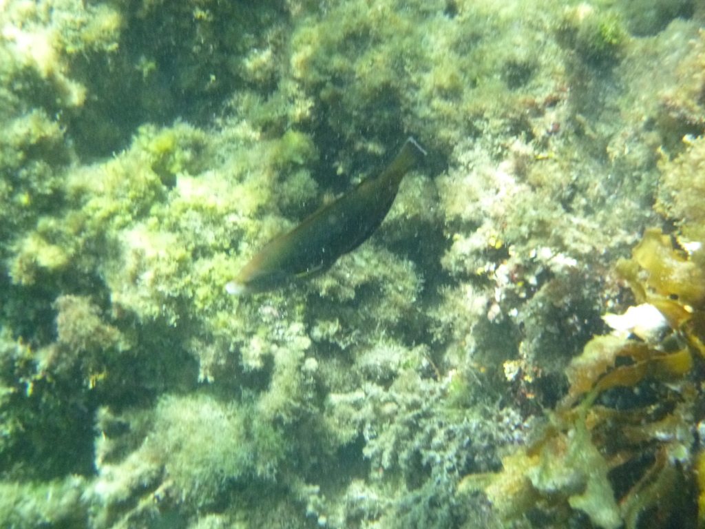 Geographic wrasse