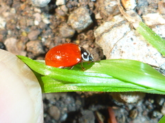Cycloneda sanguinea