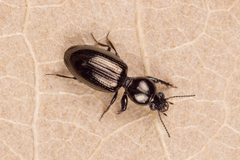 Dyschirius