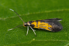 Schiffermuelleria schaefferella