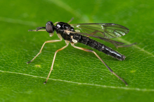 Xylophagus ater nuotrauka