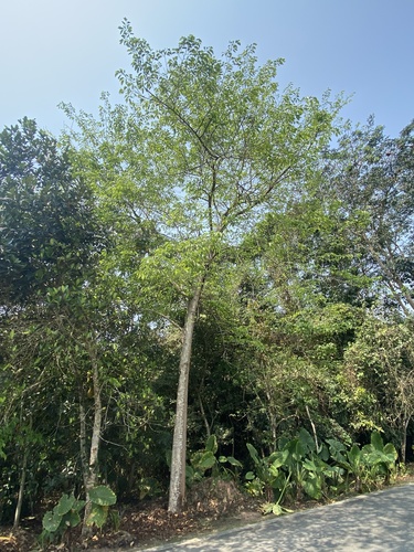 Foto de Amora-silvestre