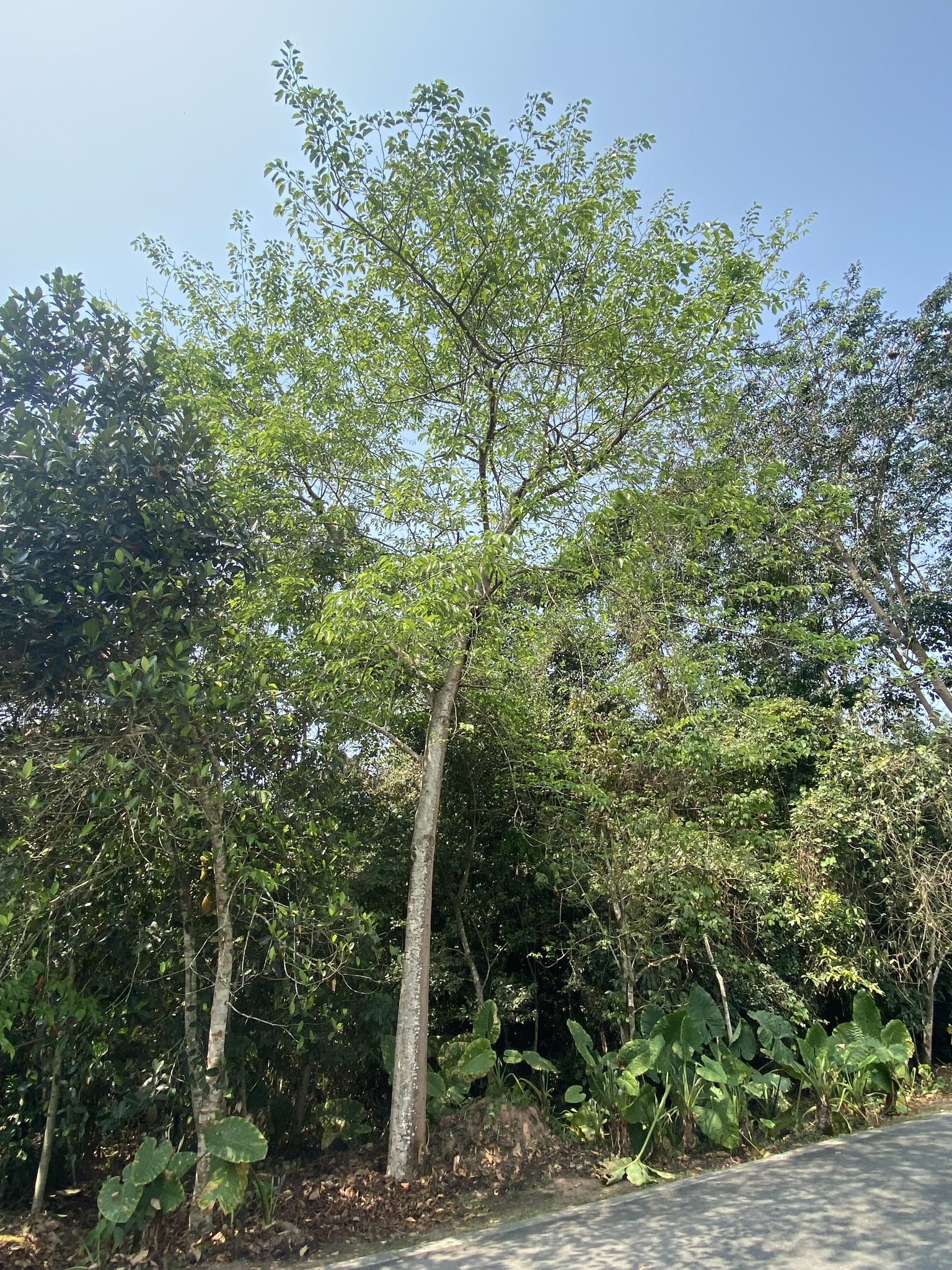 Imagem de Amora-silvestre