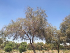 Schinus molle