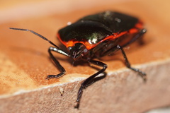 Rhyssocephala