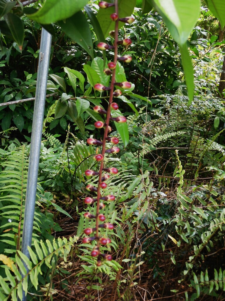 Barringtonia reticulata