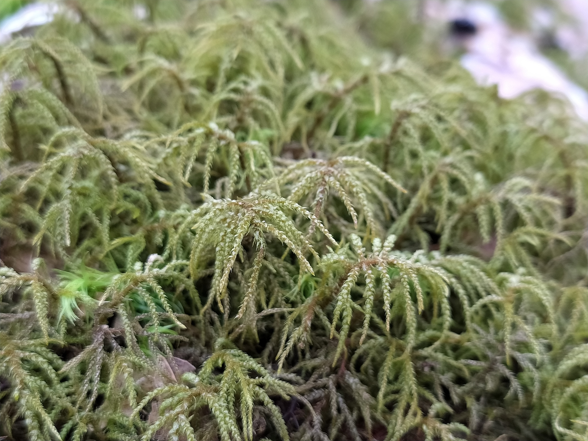Hylocomiastrum umbratum