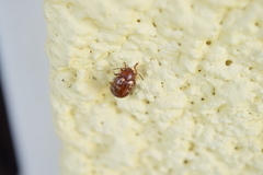 Calligrapha labyrinthica