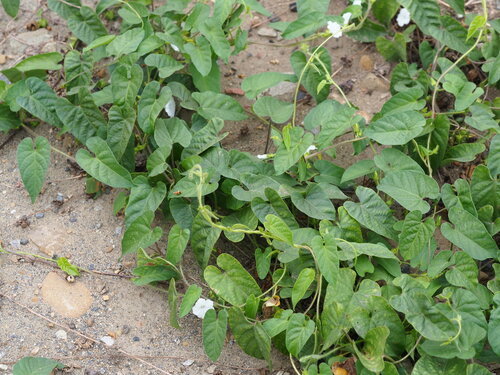 Image of Ipomoea biflora by no rights reserved