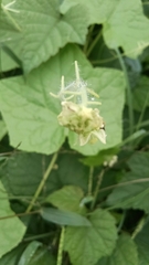 Sicyoeae