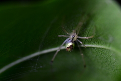 Thwaitesia glabicauda