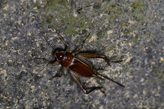 Teleogryllus