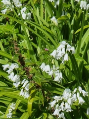 Allium triquetrum image