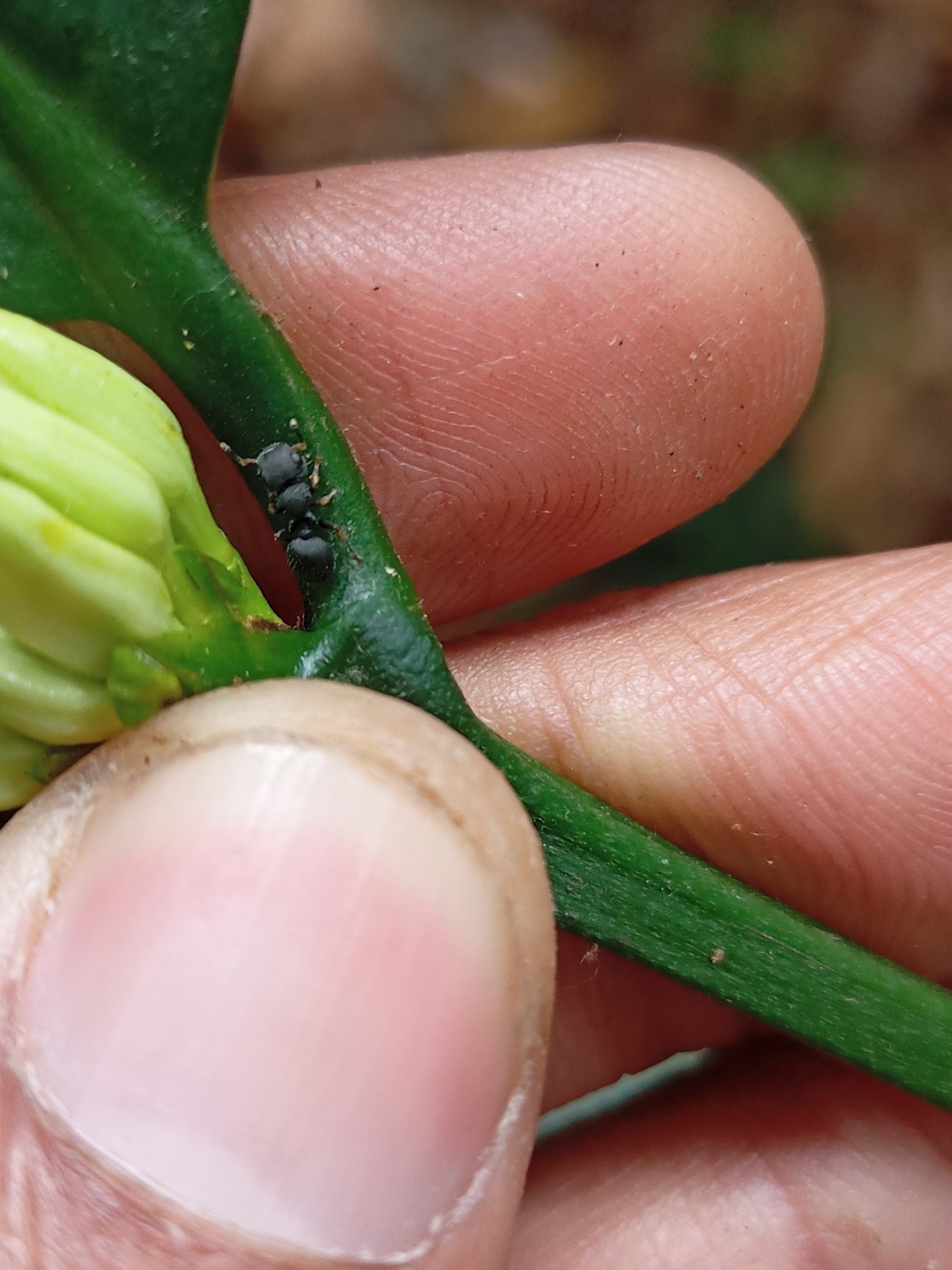Cataulacus taprobanae