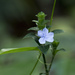 Eranthemum suffruticosum - Photo (c) Sam, some rights reserved (CC BY-NC), uploaded by Sam